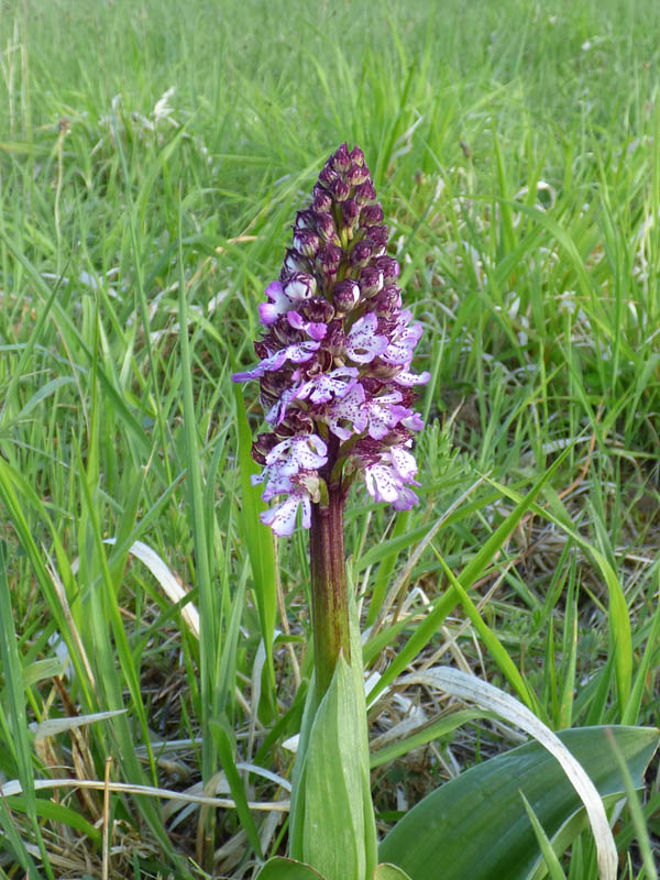 Orchis purpurea